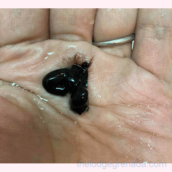 ルプルプ エッセンスを手にとる