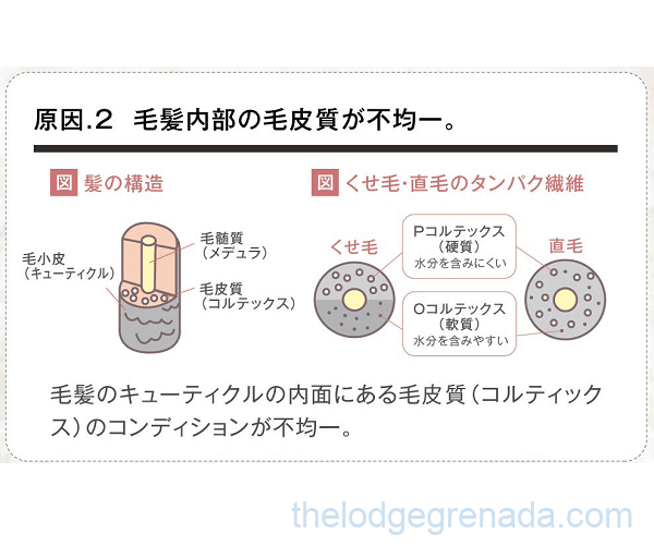 くせ毛の原因2